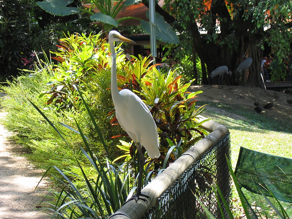 CairnsTC214 Cairns Tropical Zoo.jpg